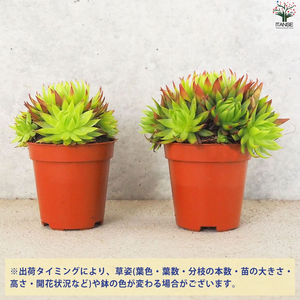 センペルビウム ジョビバルバ ライムグリーン【多肉植物 2.5号鉢