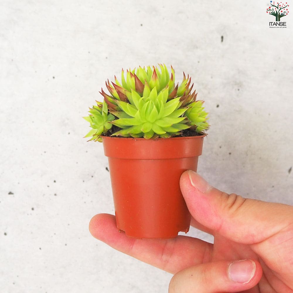 センペルビウム ジョビバルバ ライムグリーン【多肉植物 2.5号鉢