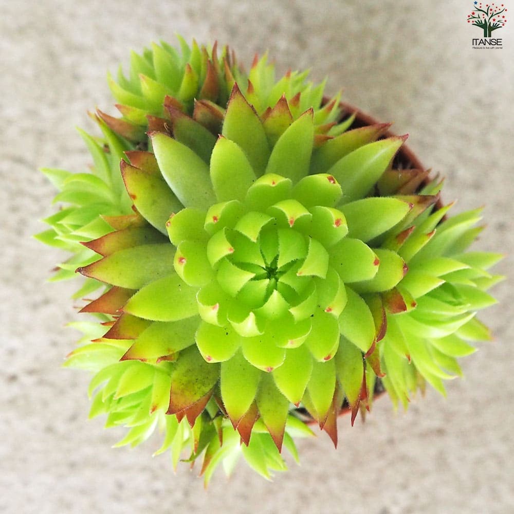 送料無料！ センペルビウム72種セット【s010】 (ジョビバルバ7種、当園育種4種、斑入品種2種入り) 】※連絡、発送対応は７日以降になります センペルビウム ジョビバルバ ライムグリーン多肉植物 2.5号鉢