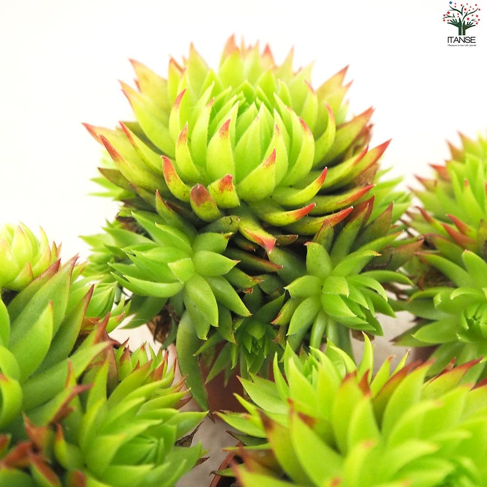 センペルビウム ジョビバルバ ライムグリーン【多肉植物 2.5号鉢