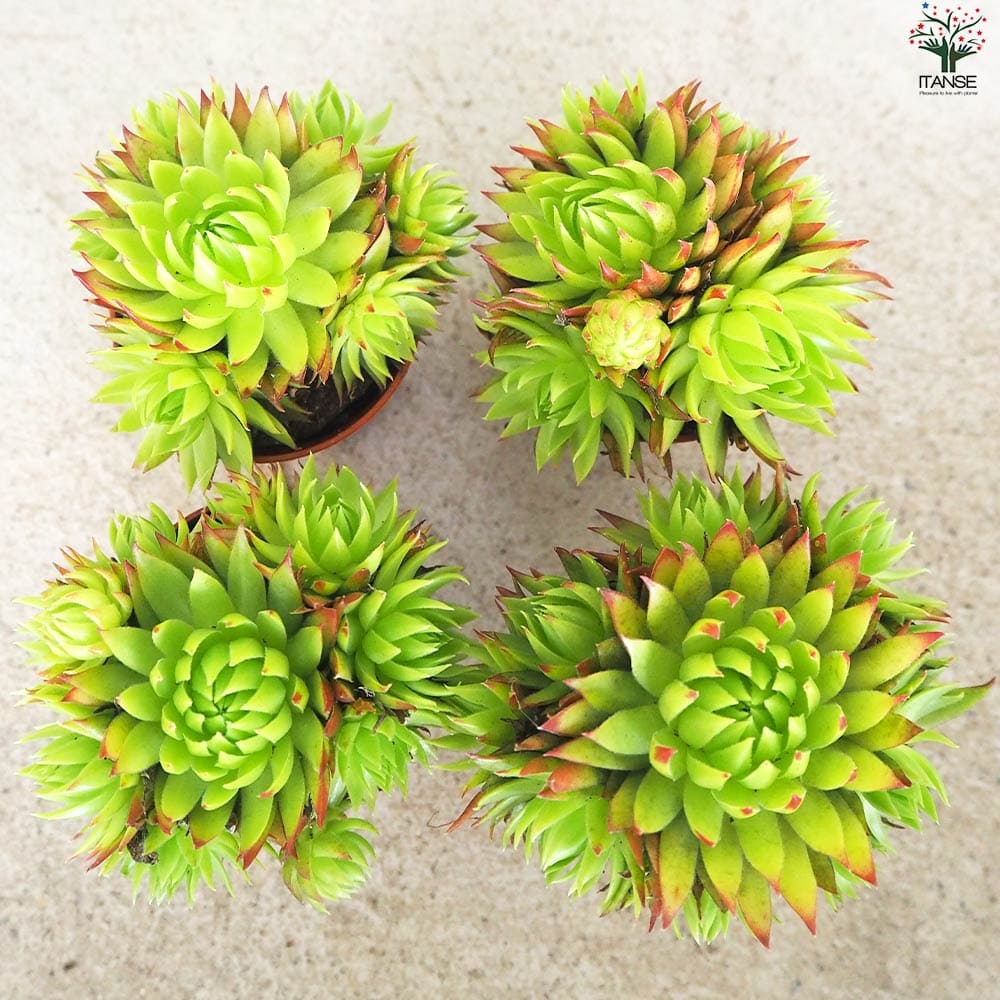 送料無料！ センペルビウム72種セット【s010】 (ジョビバルバ7種、当園育種4種、斑入品種2種入り) 】※連絡、発送対応は７日以降になります センペルビウム ジョビバルバ ライムグリーン多肉植物 2.5号鉢