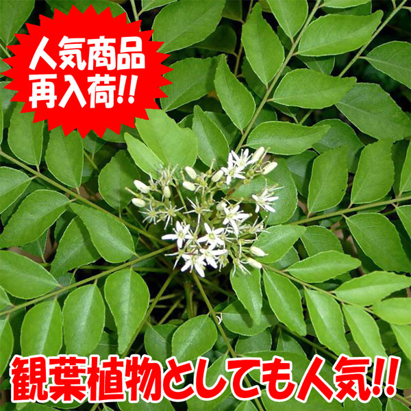 カレーリーフの苗木 9cmポット苗 1個売り」希少なカレーリーフの