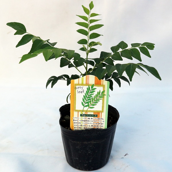 カレーリーフの苗木 9cmポット苗 1個売り」希少なカレーリーフの苗が