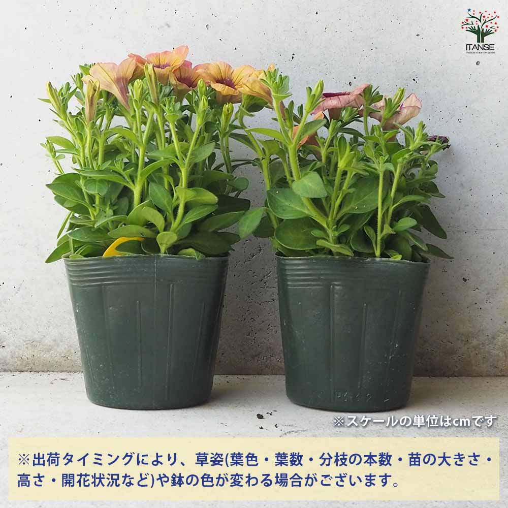 ◆ボリューム満点◆アンティークピンク　ペチュニア　5号鉢 ◇ボリューム満点◇アンティークピンク ペチュニア 5号鉢