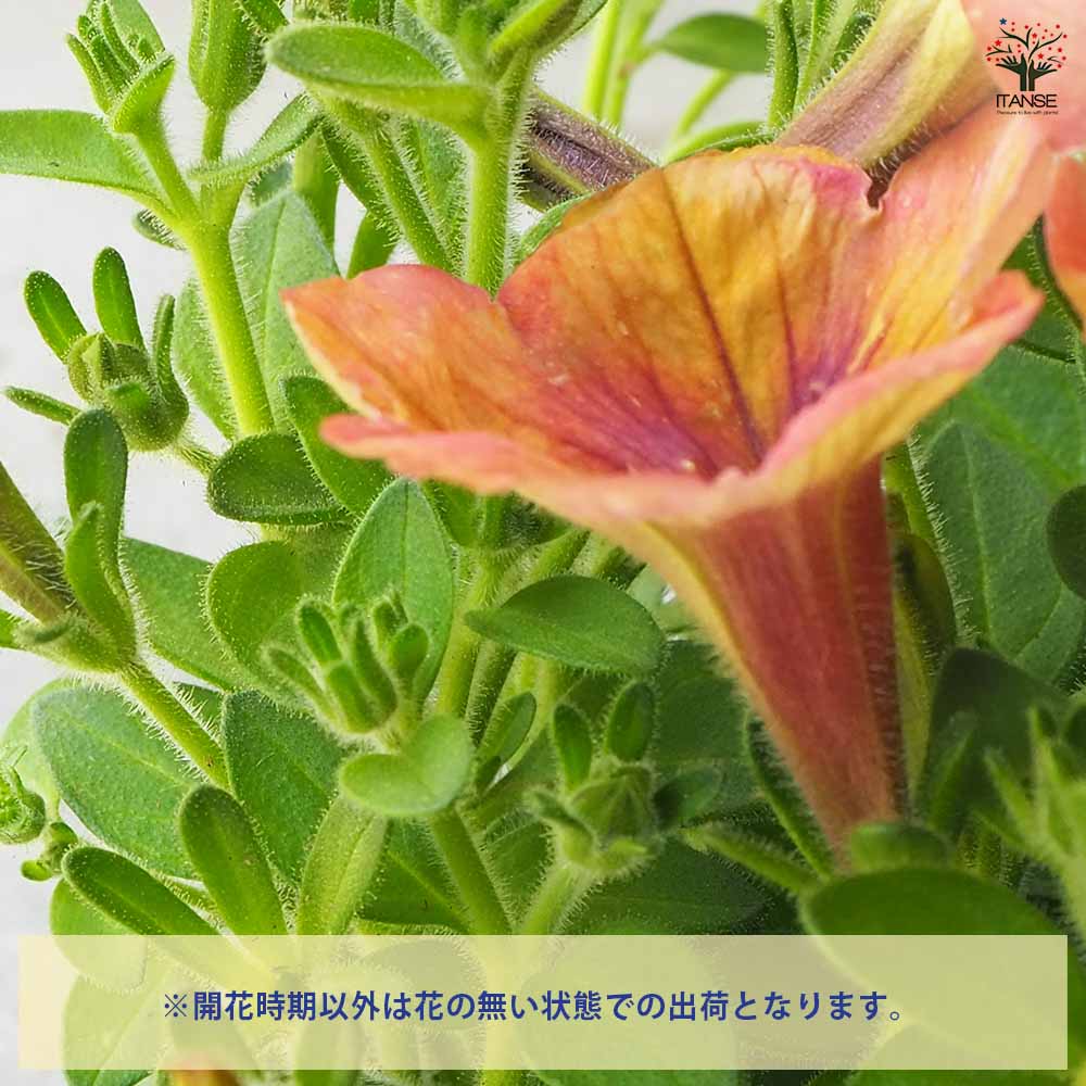 ◆ボリューム満点◆アンティークピンク　ペチュニア　5号鉢 ペチュニアVIVA『アンティークピンク』 花苗通販 ジャンク