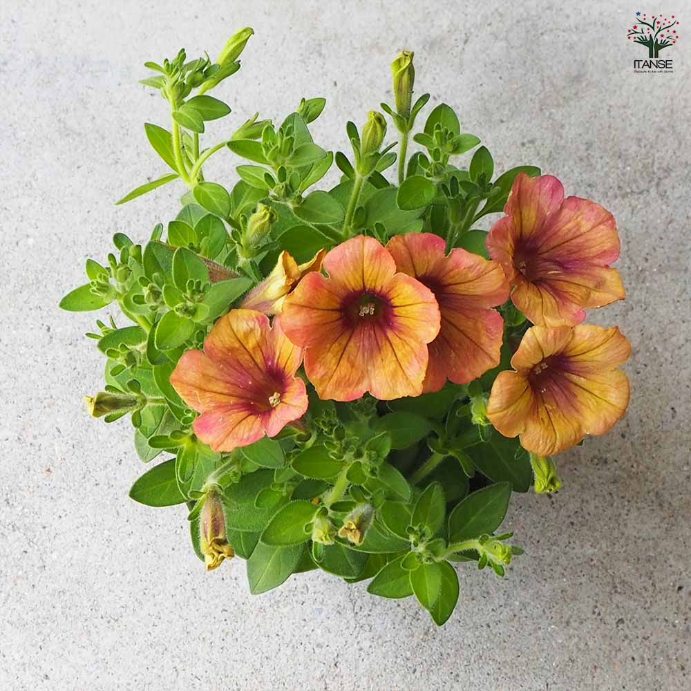 ペチュニア アンティーク 【花苗 3.5号ポット】｜ 【植物の