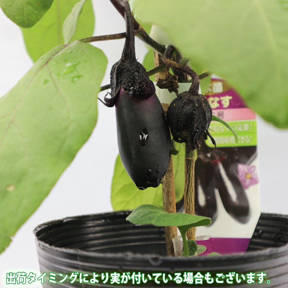 千両二号なす 接ぎ木大苗【野菜苗 接木苗15cmポット/1個】