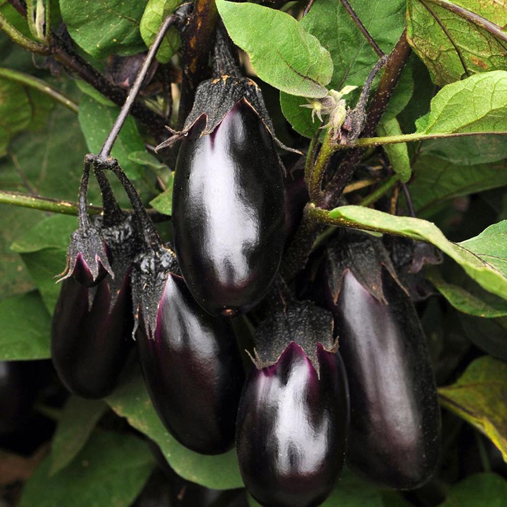 千両二号なす 接ぎ木大苗【野菜苗 接木苗15cmポット/1個】