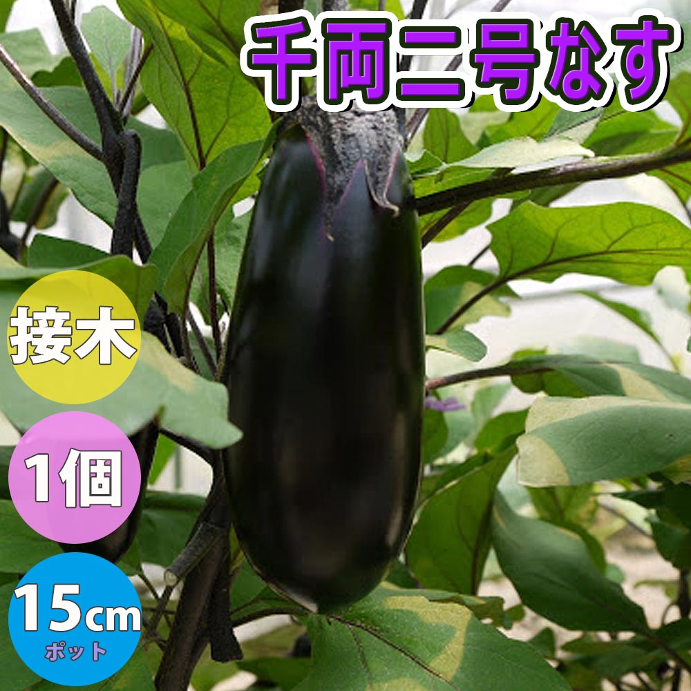 千両二号なす 接ぎ木大苗【野菜苗 接木苗15cmポット/1個】