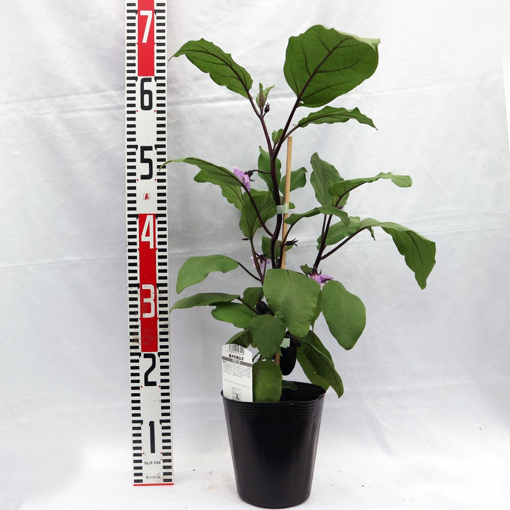 千両二号なす 接ぎ木大苗【野菜苗 接木苗15cmポット/1個】