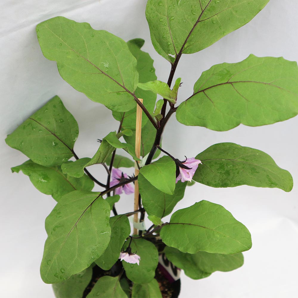 千両二号なす 接ぎ木大苗【野菜苗 接木苗15cmポット/1個】