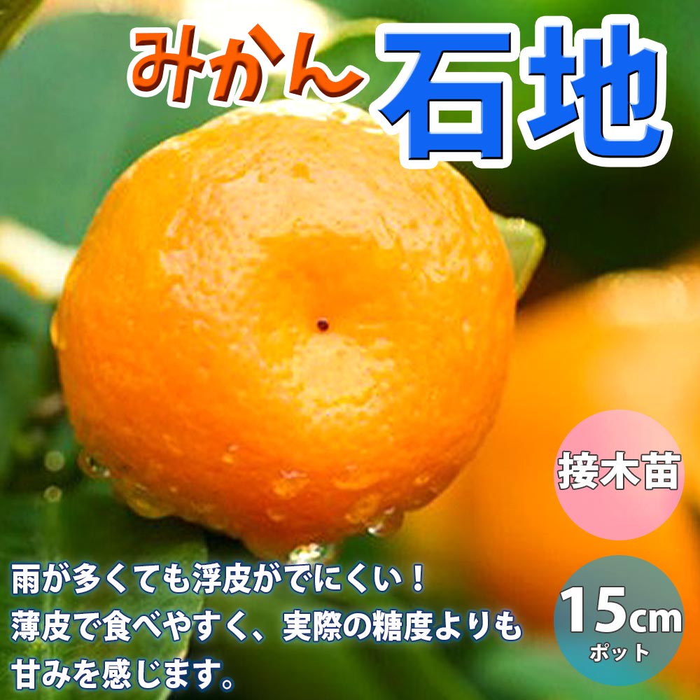 みかんの苗木 石地【果樹苗 2年生 接木苗15cmポット／1個】