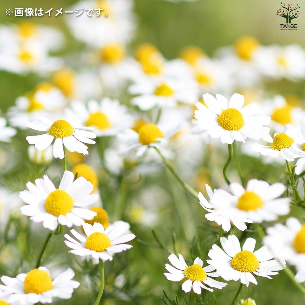 栽培セット ミニボトルハーブス カモミール 【1個売り】｜ 【植物の