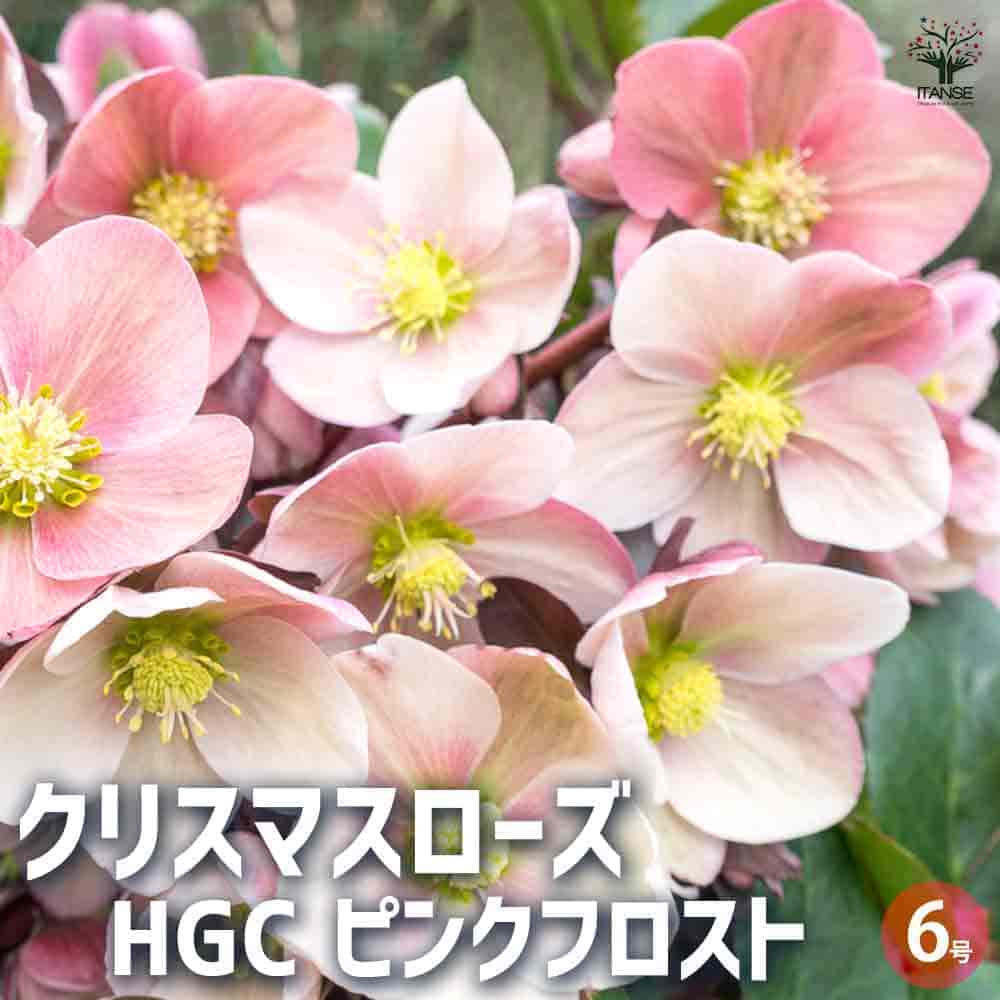 クリスマスローズ HGCピンクフロスト 【花苗 6号鉢/1個売り】