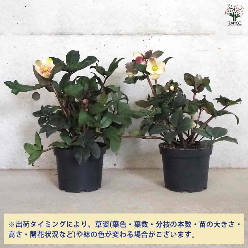 クリスマスローズ　苗 クリスマスローズの苗が 入荷してきました 曽田園芸さん、松村