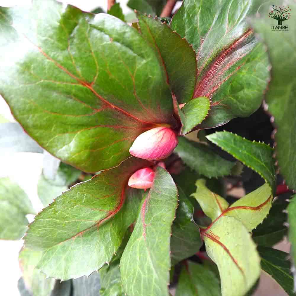 クリスマスローズ HGCピンクフロスト 【花苗 6号鉢／1個売り