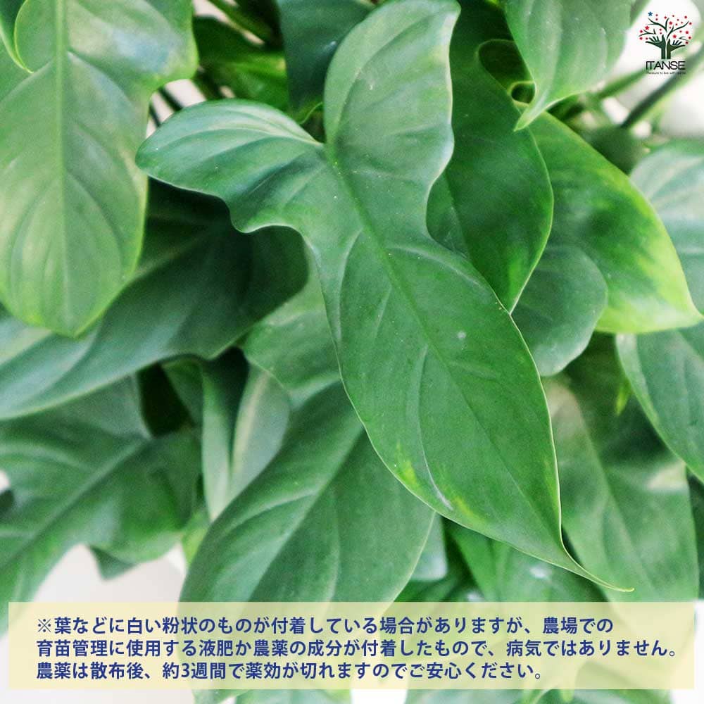 フィロデンドロン パンドラ 【観葉植物 8号／1個売り】｜ 【植物の
