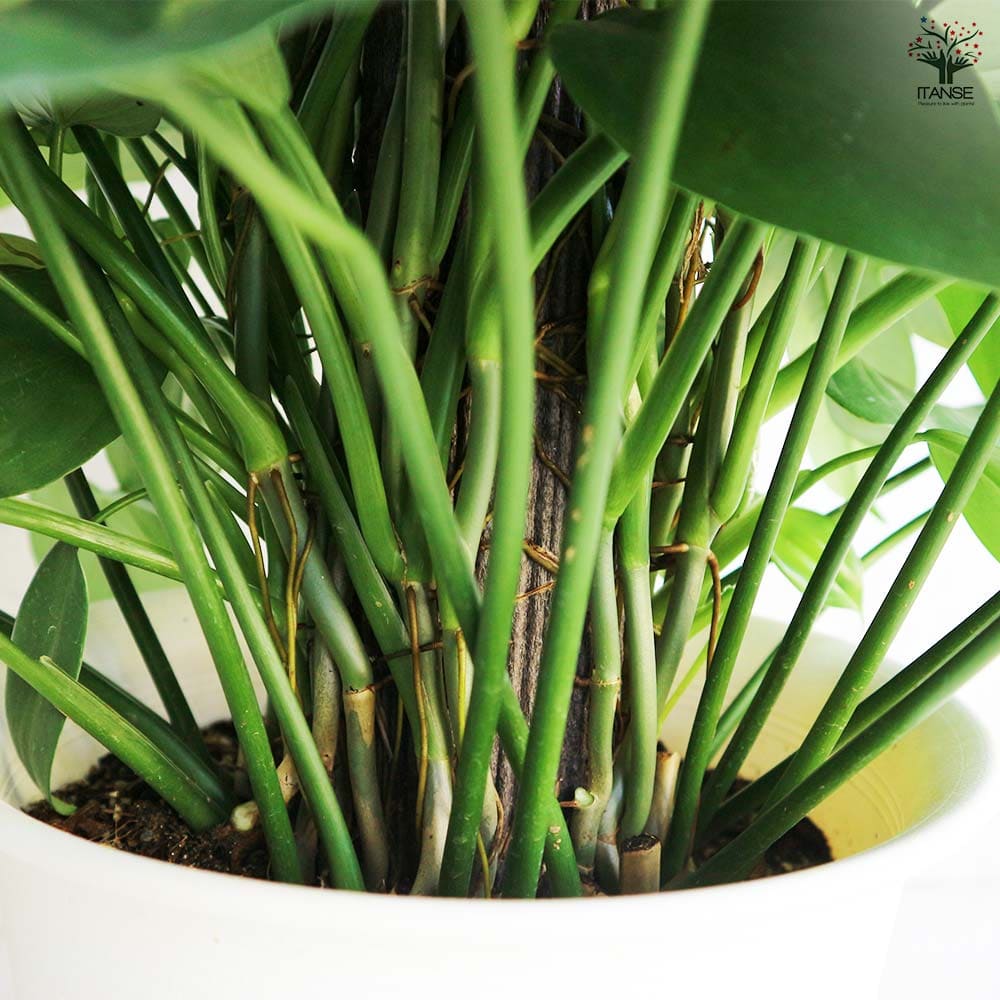 フィロデンドロン　パンドラ　苗　観葉植物 フィロデンドロン パンドラ 【観葉植物 8号／1個売り】｜ 【植物の