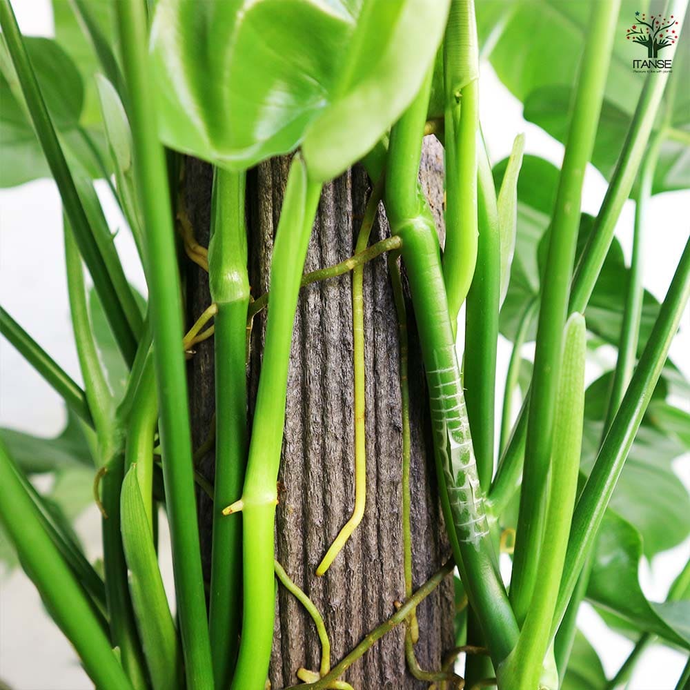 フィロデンドロン　パンドラ　苗　観葉植物 フィロデンドロン パンドラ 【観葉植物 8号／1個売り】｜ 【植物の
