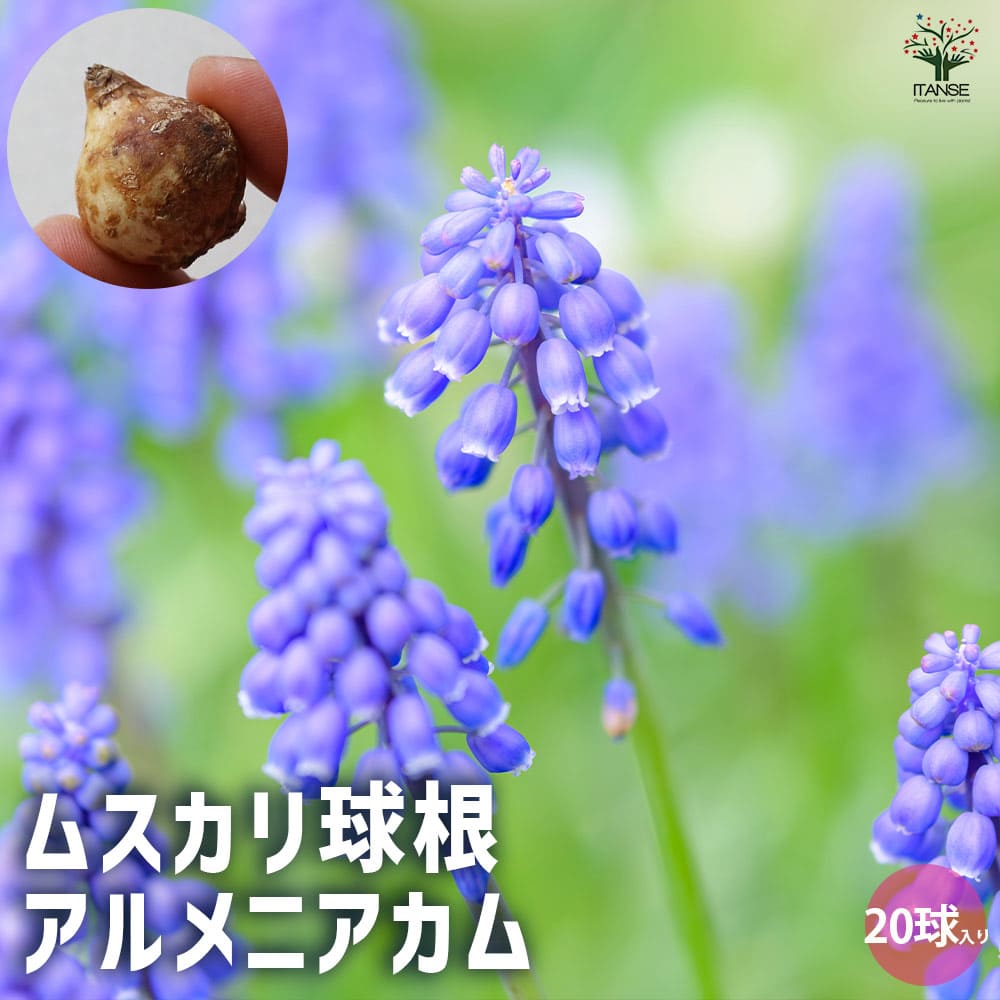 球根 ムスカリ アルメニアカム 【花球根 20球／1個売り】
