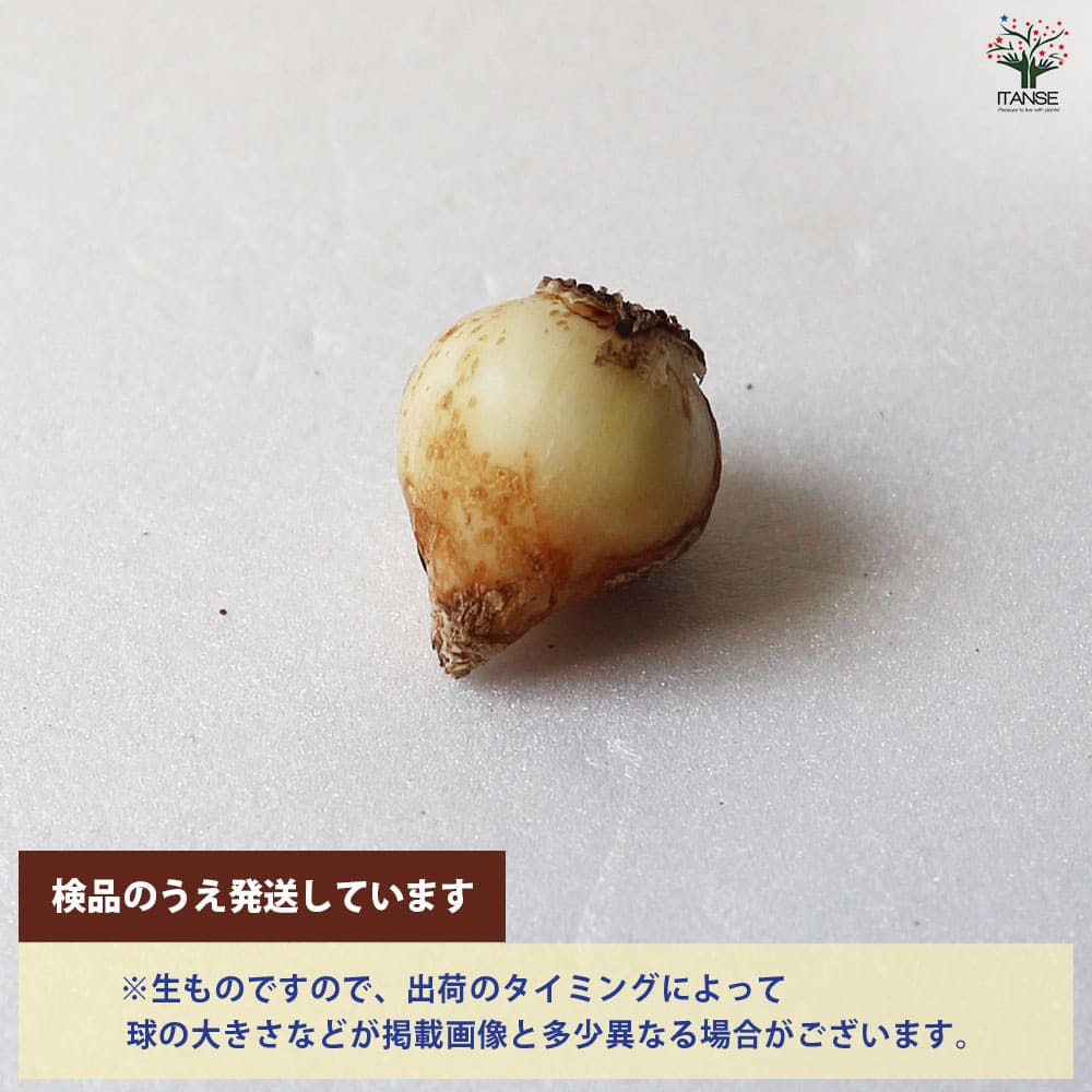 球根 ムスカリ アルメニアカム 【花球根 20球／1個売り】
