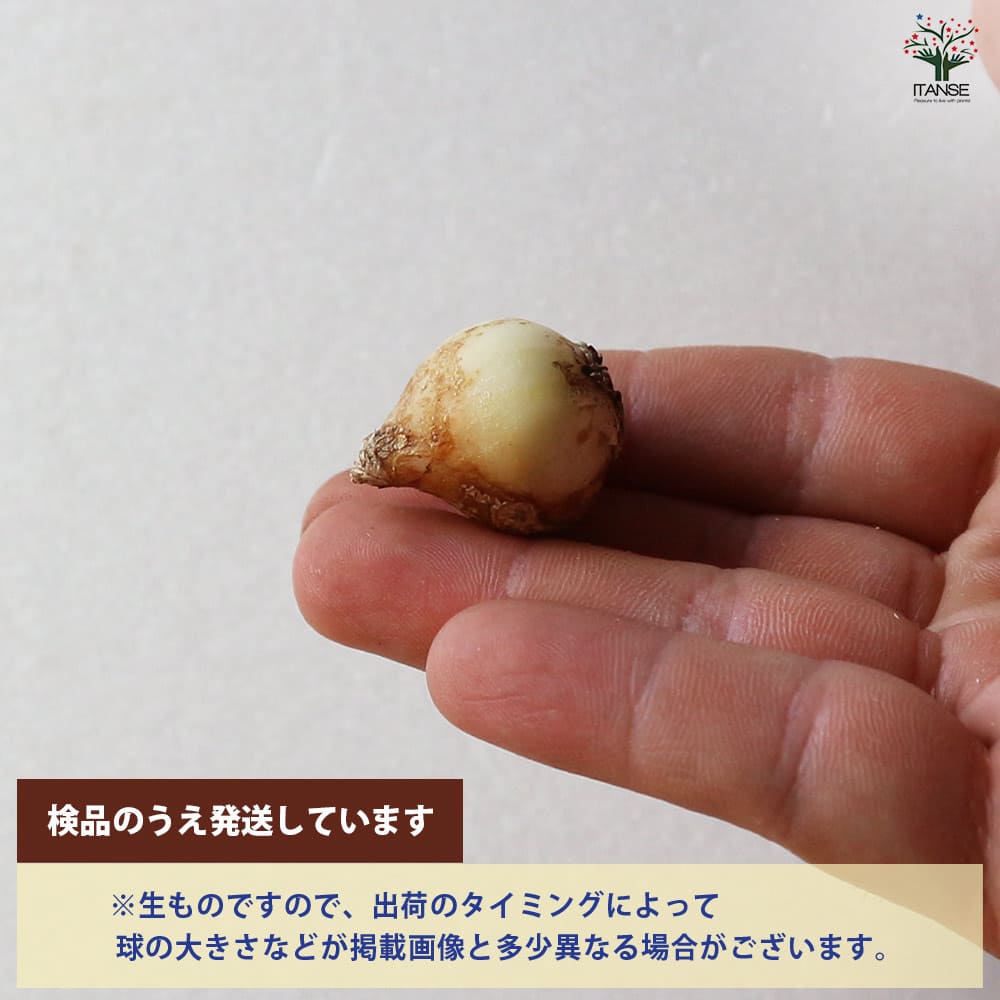 球根 ムスカリ アルメニアカム 【花球根 20球／1個売り】