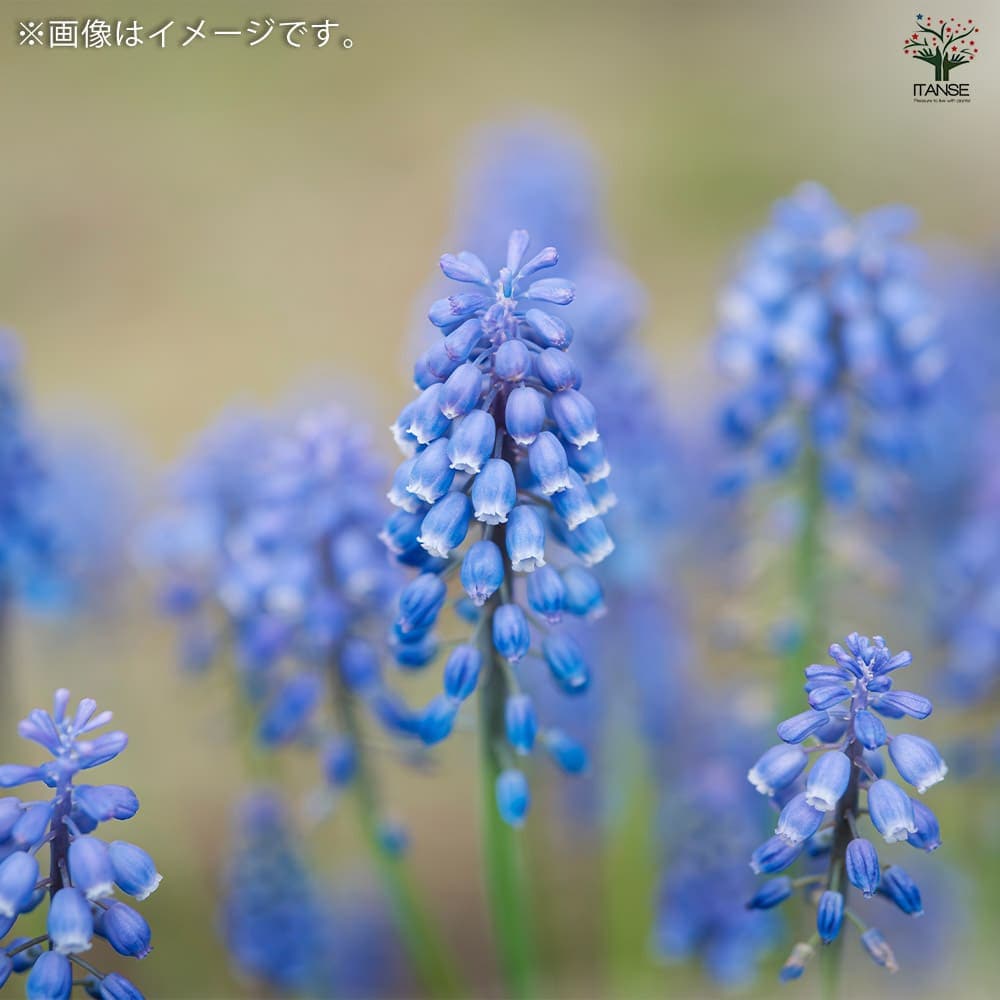 球根 ムスカリ アルメニアカム 【花球根 20球／1個売り】