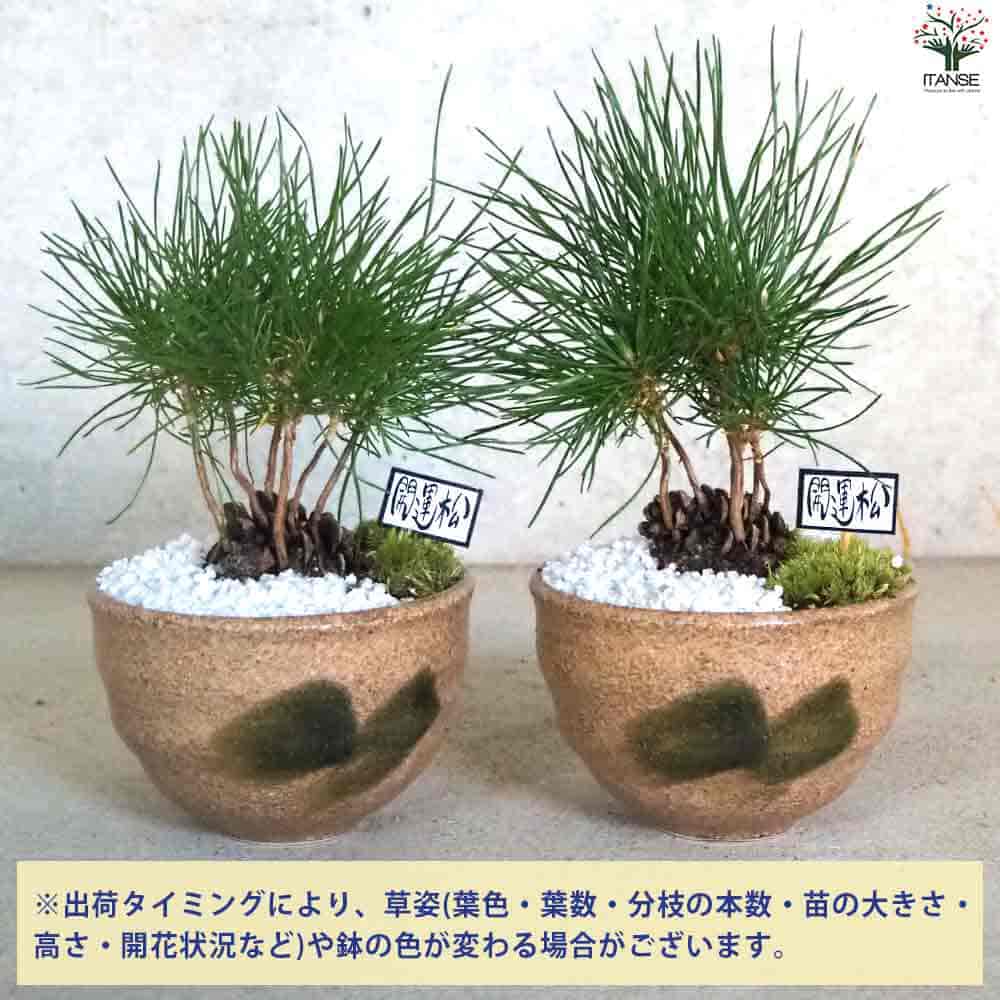 mt～様ご注文商品やすの松ぼっくり大量14㎝ 楽天市場】【ワンダフルデー期間P最大23倍】ガスケットシール剤