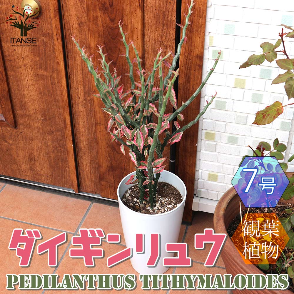 ダイギンリュウ(大銀龍・ペディランサス) 観葉植物【観葉植物 中型 7号