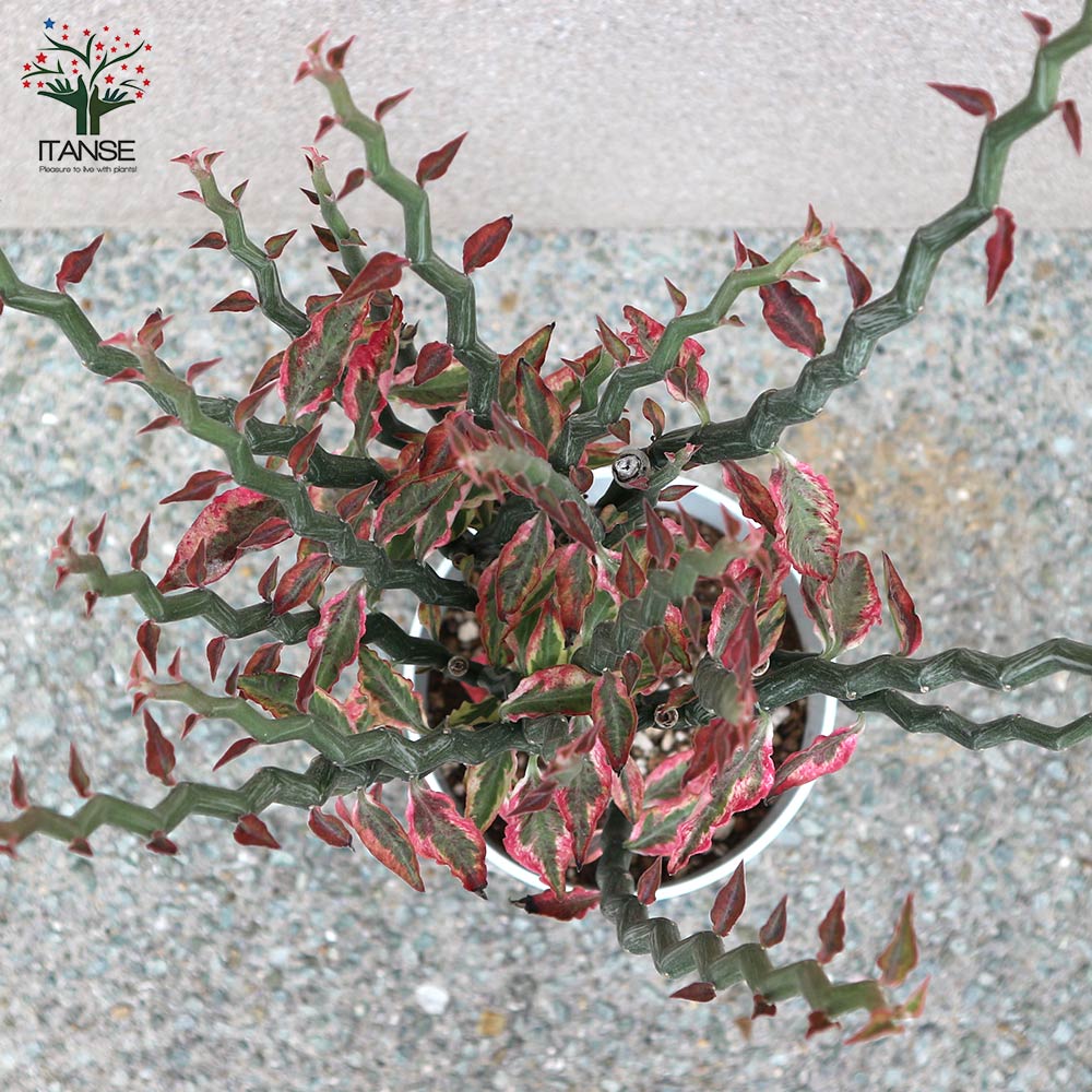ダイギンリュウ(大銀龍・ペディランサス) 観葉植物【観葉植物 中型 7号プラスチック鉢/1個売り】