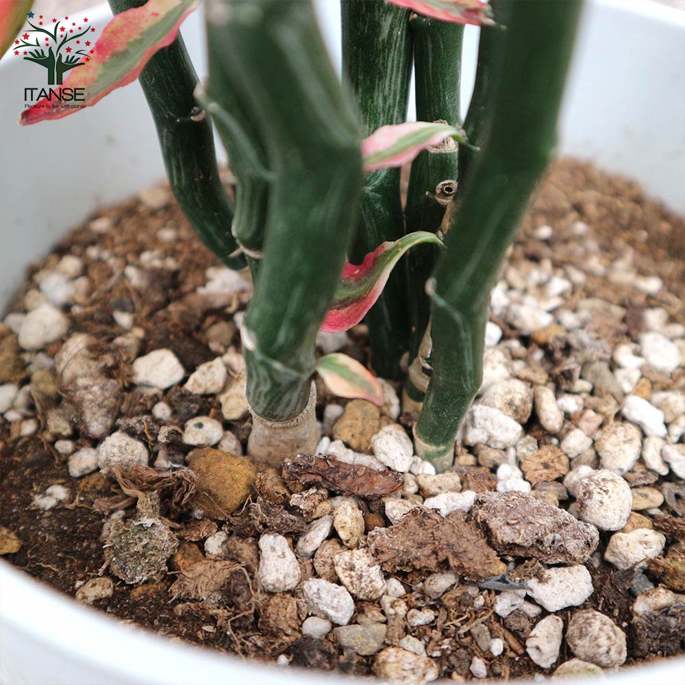 ダイギンリュウ(大銀龍・ペディランサス) 観葉植物【観葉植物 中型 7号プラスチック鉢/1個売り】