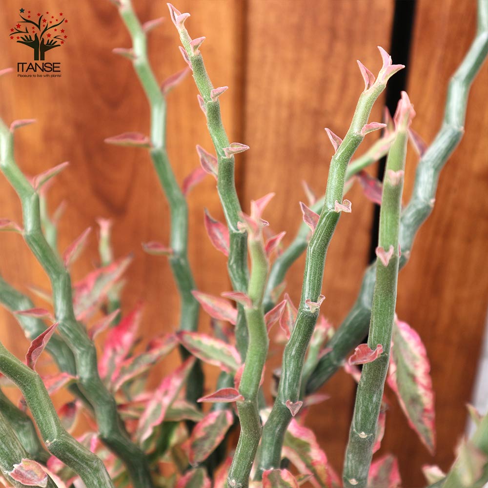 ダイギンリュウ(大銀龍・ペディランサス) 観葉植物【観葉植物 中型 7号プラスチック鉢/1個売り】