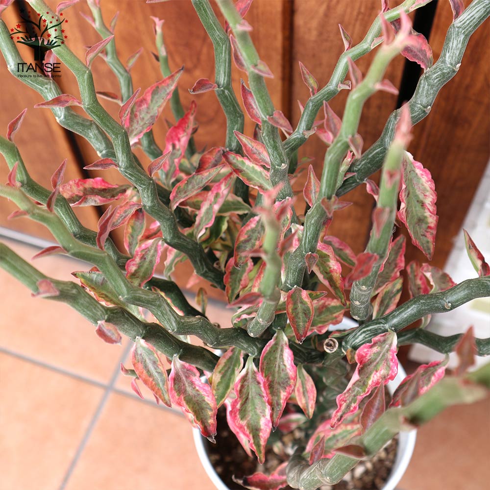 ダイギンリュウ(大銀龍・ペディランサス) 観葉植物【観葉植物 中型 7号