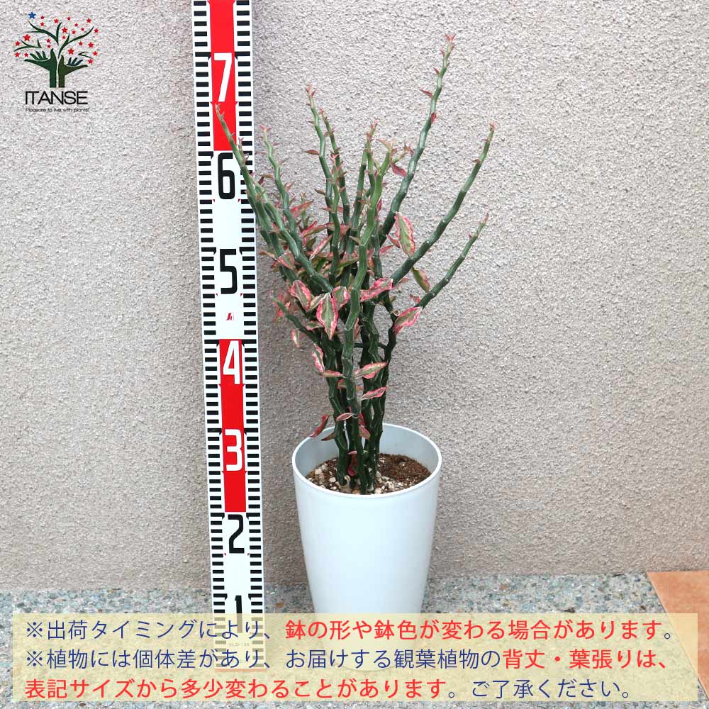 ダイギンリュウ(大銀龍・ペディランサス) 観葉植物【観葉植物 中型 7号プラスチック鉢/1個売り】