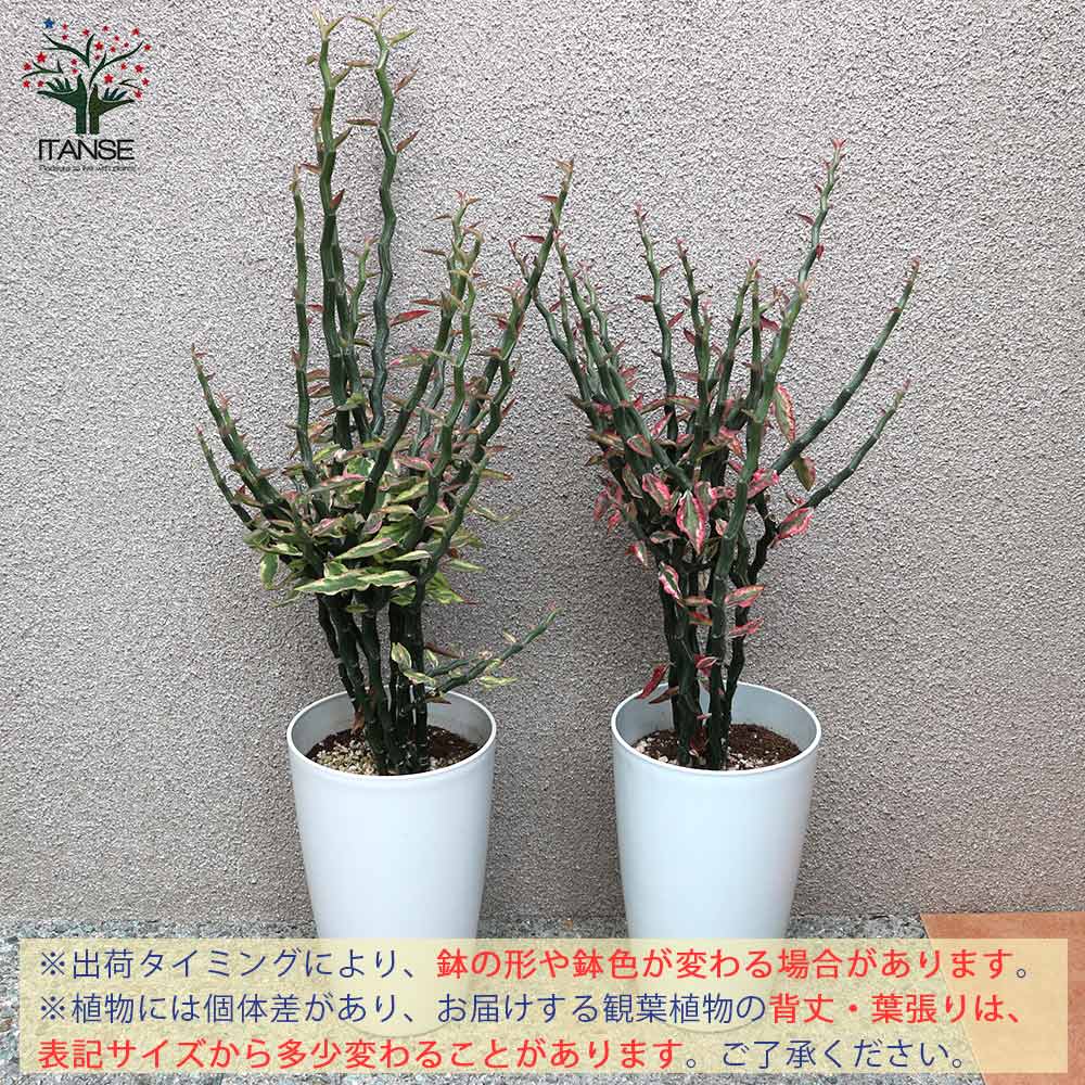 ダイギンリュウ(大銀龍・ペディランサス) 観葉植物【観葉植物 中型 7号プラスチック鉢/1個売り】