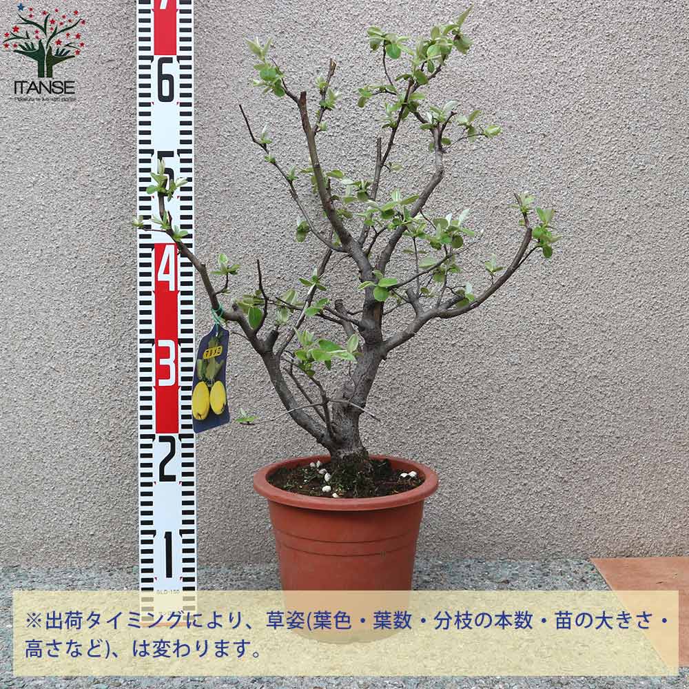 Itanse良品ｾﾚｸﾄ通販