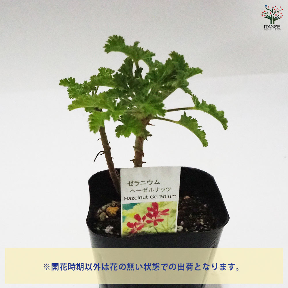 ゼラニウム ヘーゼルナッツ 【ハーブの苗 9cmポット】｜ 【植物の