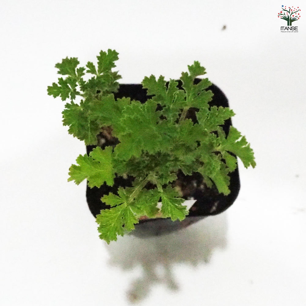 ゼラニウム ヘーゼルナッツ 【ハーブの苗 9cmポット】｜ 【植物の