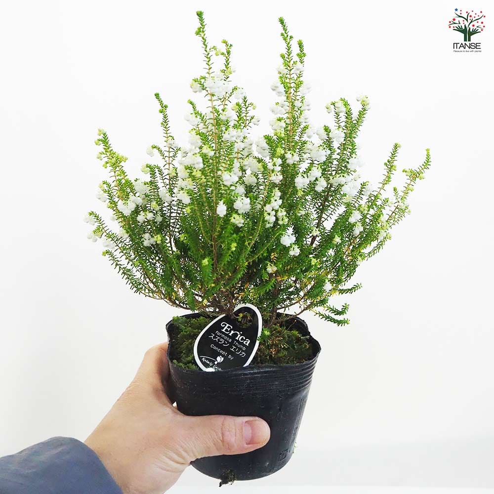 エリカ 鈴蘭エリカ 【花木苗 3.5号ポット】｜ 【植物のITANSE