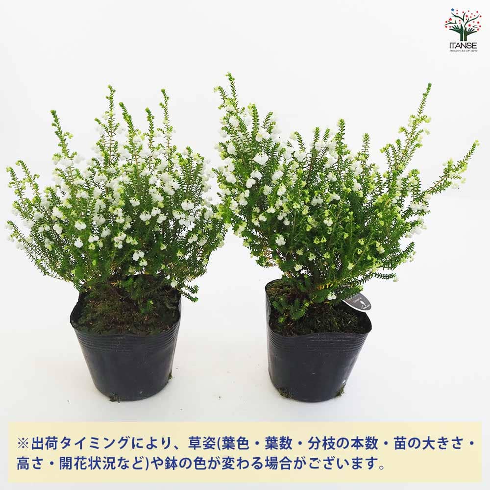 エリカ 鈴蘭エリカ 【花木苗 3.5号ポット】｜ 【植物のITANSE