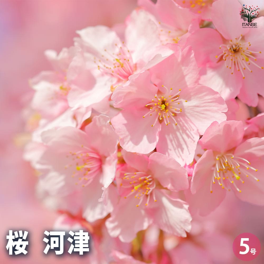 桜の苗木 河津 【花木苗 5号】｜ 【植物のITANSE】全品