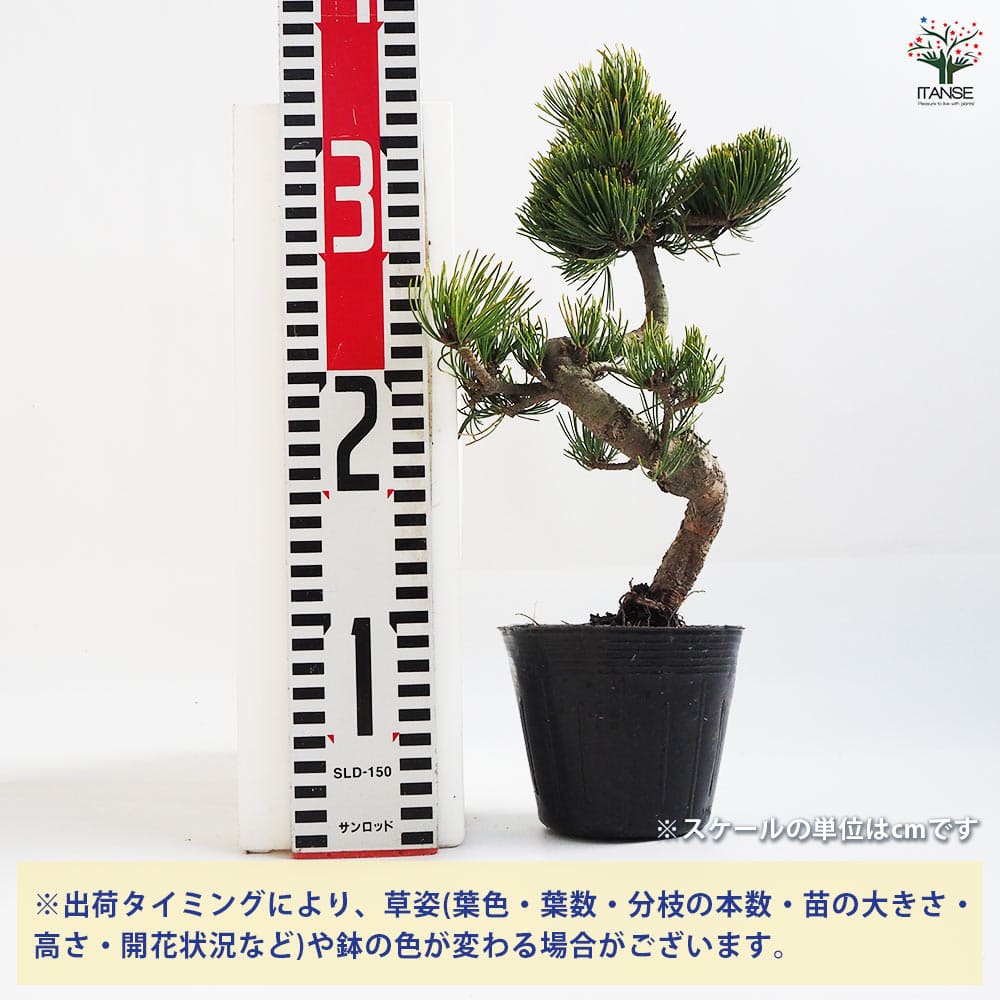 五葉松 【盆栽 4号ポット】｜ 【植物のITANSE】全品送料無料・即