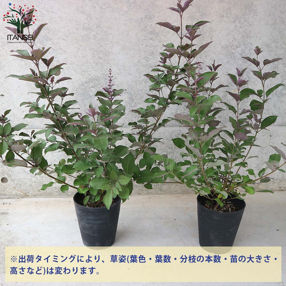 ミツバハマゴウ プルプレア 【庭木 5号ポット大苗／1個売り】｜ 【植物