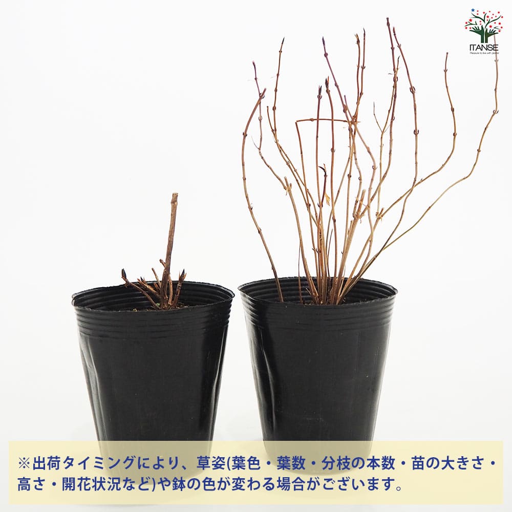 山アジサイ 日高新錦山 【花木苗 4号】｜ 【植物のITANSE】全品