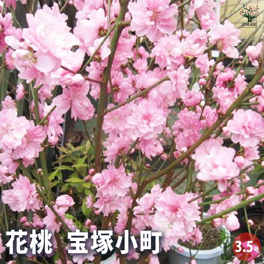 花桃の苗木 宝塚小町 【花木苗 3.5号】｜ 【植物のITANSE】全品