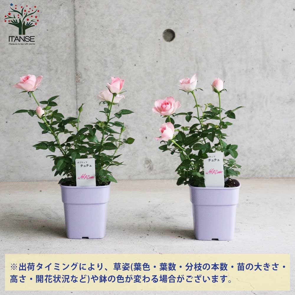 ミニ薔薇 チュチュ・オプティマ【花苗 3.5号鉢 薔薇苗／1個売り】