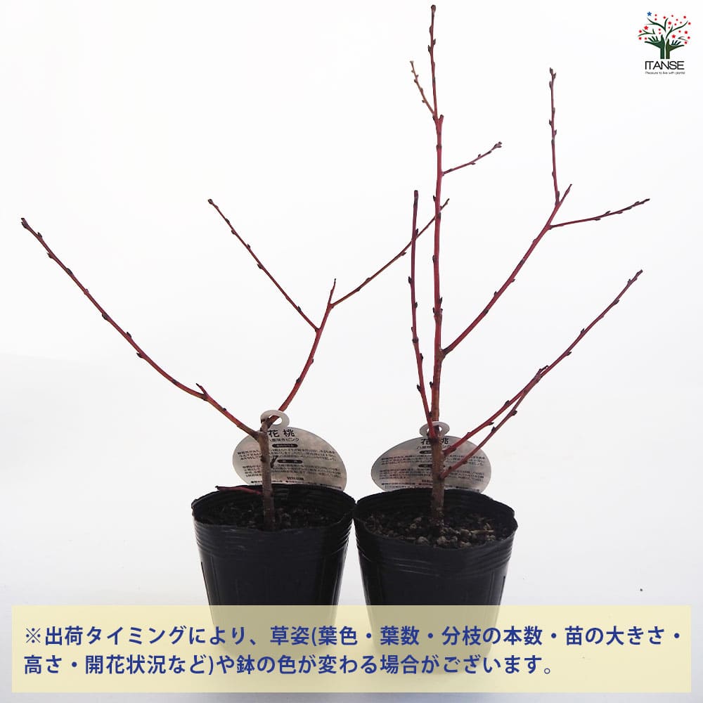 花桃の苗木 宝塚小町 【花木苗 3.5号】｜ 【植物のITANSE
