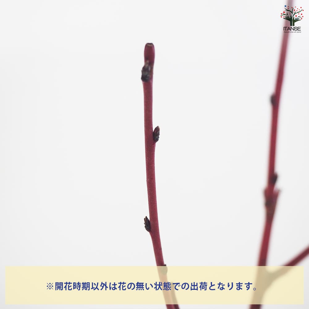桃の花 y-hanabishi_hnb-v23089