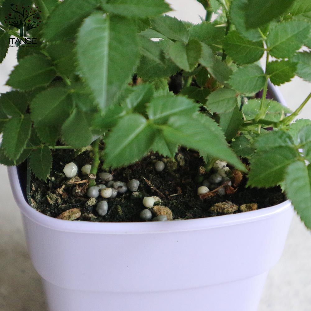 ミニ薔薇 チュチュ・オプティマ【花苗 3.5号鉢 薔薇苗／1個売り】