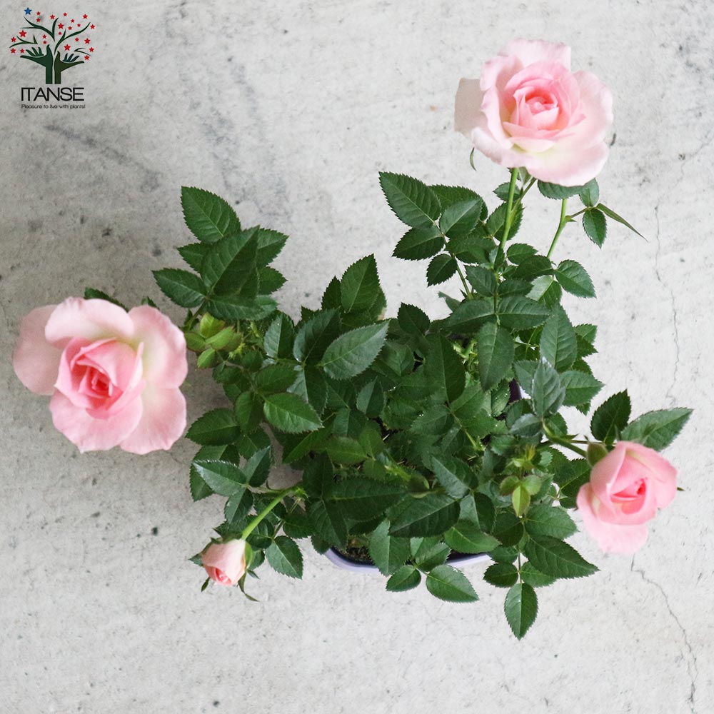 ミニ薔薇 チュチュ・オプティマ【花苗 3.5号鉢 薔薇苗／1個売り】